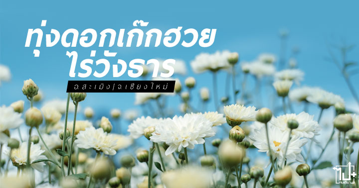 ไร่วังธารดอกเก๊กฮวย, ทุ่งดอกเก็กฮวย, ดอกเก๊กฮวย, ที่เที่ยวเชียงใหม่, ที่เที่ยวสะเมิง, สะเมิง, เชียงใหม่, ChiangMai