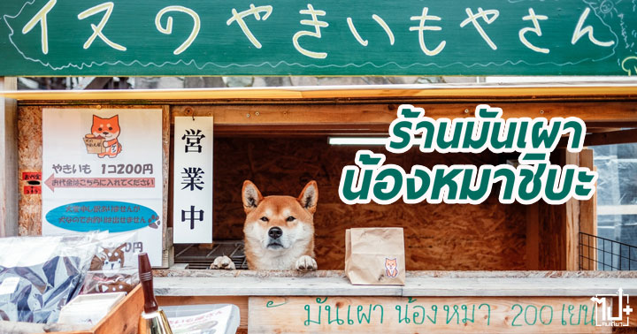 NokScoot, BigBird, InunoYakiimoyasan, BakedsweetpotatoshopbyDog, บินตรงซัปโปโรกับนกสกู๊ต, บินไกลสบายกว่าราคาคุ้ม, ฮอกไกโดโอ้โหว้าว, ร้านมันเผาชิบะ, มันเผาน้องหมา, ซัปโปโร, น้องหมามันเผา