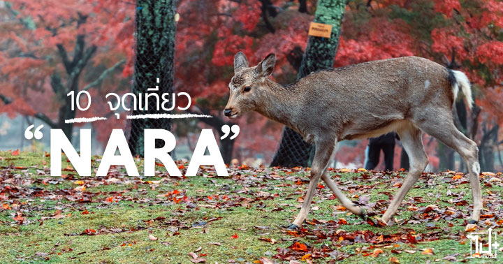 Nara, Nara Park, Naramachi, Imaicho Town, Todaiji Temple, Ishibutai, รีวิวนารา, รีวิวญี่ปุ่น, ท่องเที่ยวญี่ปุ่น, นารา, สุสานหินโบราณ, กวางนารา, วัดโทไดจิ, วัดอาสุกะ, นาขั้นบันได, นารามาจิ, ใบไม้เปลี่ยนสี