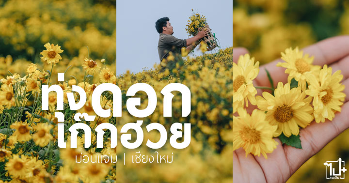สวนดอกเก๊กฮวย,ทุ่งดอกเก๊กฮวย,ดอกเก๊กฮวย,ดอกเก๊กฮวยสีเหลือง,สวนดอกไม้,สวนดอกไม้เชียงใหม่,ทุ่งดอกไม้เชียงใหม่,ม่อนแจ่ม,เชียงใหม่