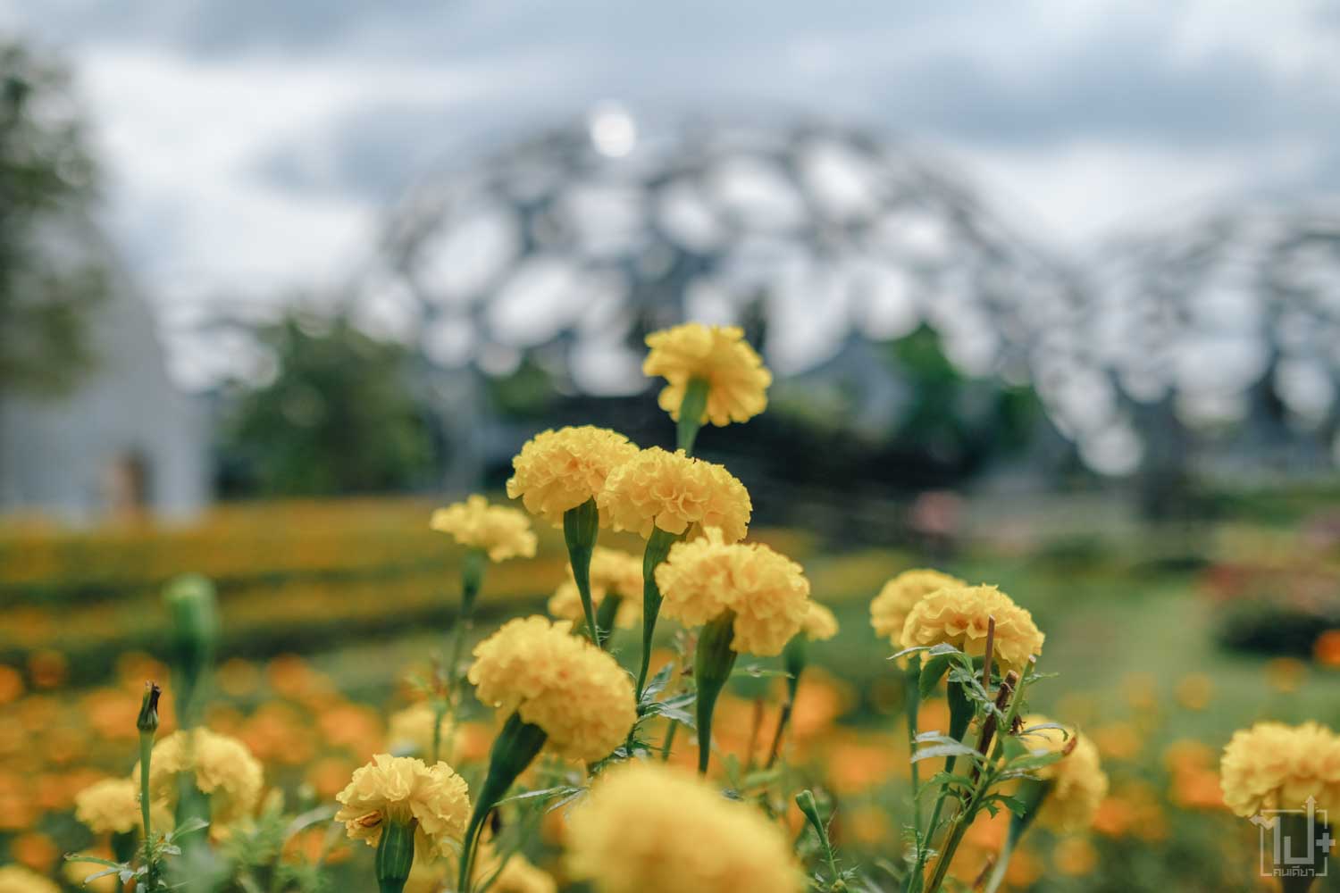 FlowerLandPattaya ,FlowerLand ,Pattaya ,Chonburi ,ฟลาวเวอร์แลนด์พัทยา ,ฟลาวเวอร์แลนด์ ,สวนดอกไม้พัทยา ,สวนดอกไม้ ,พัทยา ,ชลบุรี