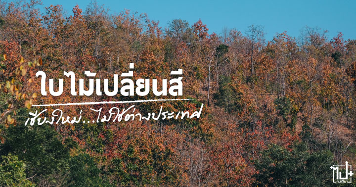 ใบไม้เปลี่ยนสี ,ใบไม้เปลี่ยนสีเชียงใหม่ ,เชียงใหม่ ,รีวิวเชียงใหม่ ,ที่เที่ยวเชียงใหม่ ,ดอยอินทนนท์