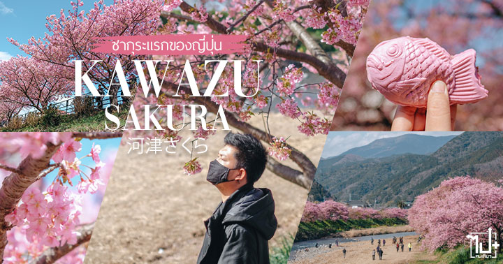 KawazuSakuraCherryBlossomsFestival ,KawazuSakuraFestival ,KawazuSakura ,Kawazu ,Sakura ,Shizuoka ,ToCoo ,ToCooRentaCar ,ThaiAirways ,Japan ,Roadtrip ,คาวาซุซากุระ ,ซากุระ ,คาวาซุ ,เช่ารถเที่ยวญี่ปุ่น ,ญี่ปุ่น ,เช่ารถขับเที่ยวญี่ปุ่น ,รถเช่าญี่ปุ่น