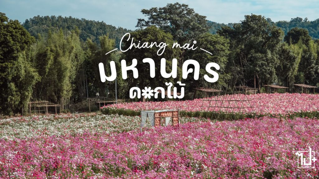 มหานครดอกไม้ , สวนดอกไม้ , สวนดอกไม้เชียงใหม่ , สวนดอกไม้สันป่าตอง , สันป่าตอง , เชียงใหม่ , รีวิวเชียงใหม่ , ที่เที่ยวเชียงใหม่ , โฮมสเตย์ , chiangmai , homestay , KiriKiriCafe