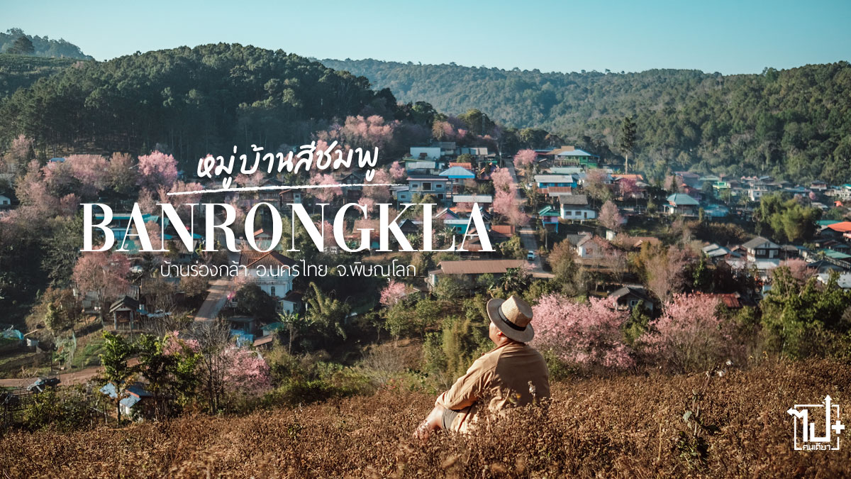 บ้านร่องกล้า, นครไทย , พิษณุโลก , ภูลมโล , ภูเขาสีชมพู, นางพญาเสือโคร่ง, ซากุระเมืองไทย , หมู่บ้านสีชมพู, ทะเลหมอก , จุดกางเต็นท์
