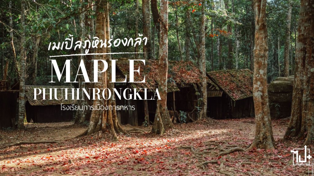 เมเปิ้ลแดง , โรงเรียนการเมืองการทหาร, ที่เที่ยวพิษณุโลก, จุดเช็คอินพิษณุโลก, ภูหินร่องกล้า, อุทยานแห่งชาติภูหินร่องกล้า, ที่เที่ยวภูหินร่องกล้า, ที่เที่ยวนครไทย, นครไทย, พิษณุโลก, nakhonthai, phitsanulok, RedMaple, Maple