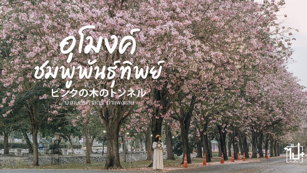 ชมพูพันธุ์ทิพย์, กำแพงแสน, มหาวิทยาลัยเกษตรศาสตร์กำแพงแสน , ถนนสายสีชมพู , ดอกชมพูพันธุ์ทิพย์, รีวิวนครปฐม , รีวิวกำแพงแสน , ที่เที่ยวนครปฐม, ChompooPanthip, Kamphaengsaen