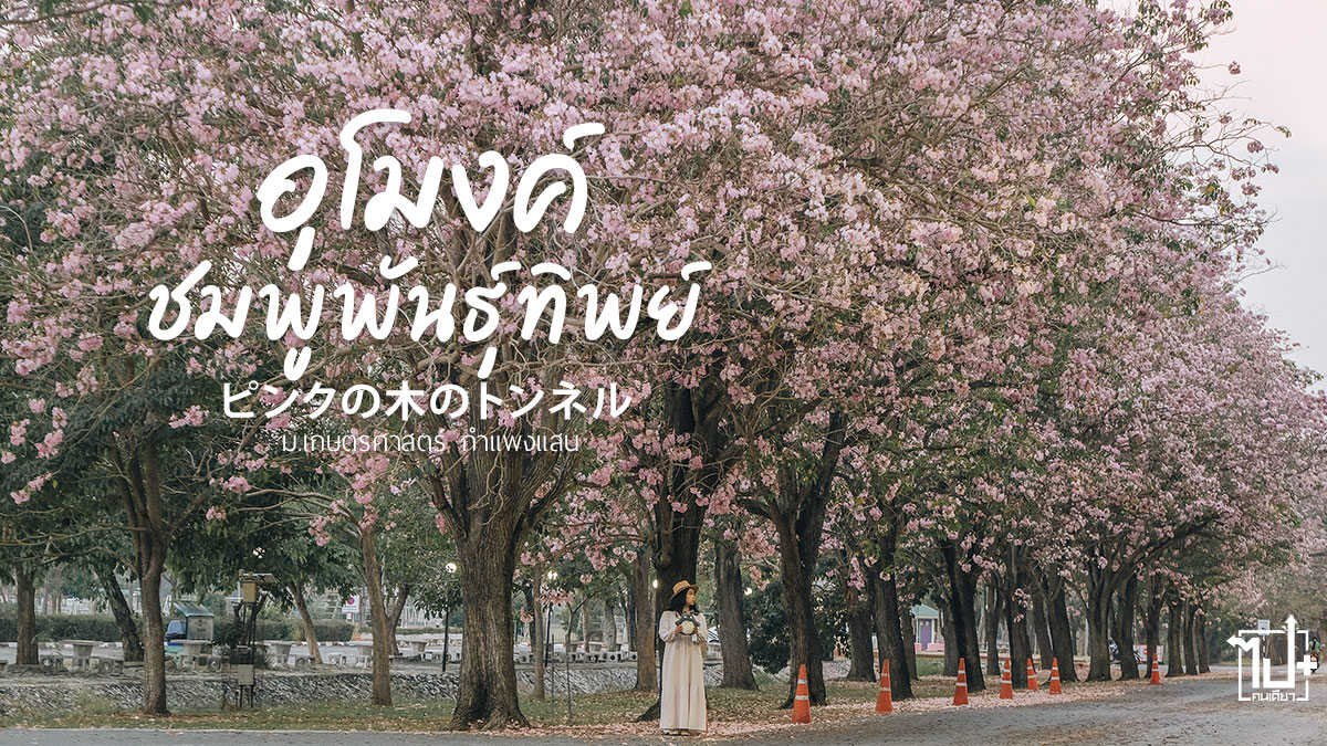 ชมพูพันธุ์ทิพย์, กำแพงแสน, มหาวิทยาลัยเกษตรศาสตร์กำแพงแสน , ถนนสายสีชมพู , ดอกชมพูพันธุ์ทิพย์, รีวิวนครปฐม , รีวิวกำแพงแสน , ที่เที่ยวนครปฐม, ChompooPanthip, Kamphaengsaen