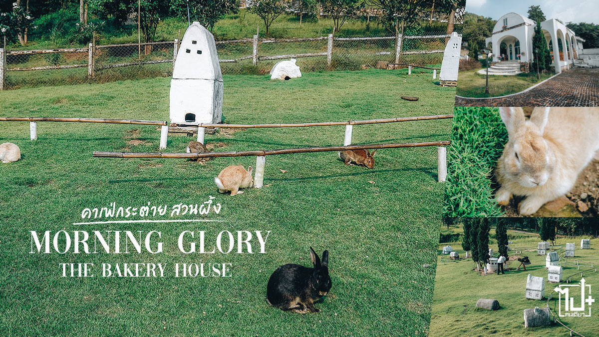 Morning Glory The Bakery House คาเฟ่กระต่ายสวนผึ้ง ไปคนเดียว+