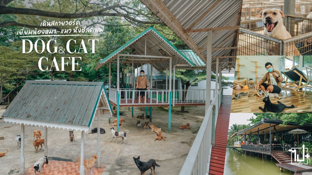คาเฟ่หมา , คาเฟ่แมว , มูลนิธิบ้านสงเคราะห์สัตว์พิการ , ทาสหมาห้ามพลาด , ทาสแมวห้ามพลาด , บางเลน , นครปฐม , DogCatcafe , dogandcatcafe