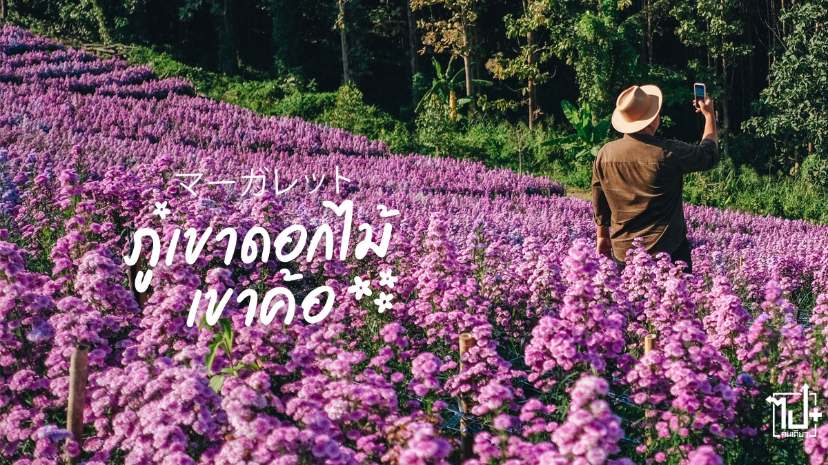 fujifilmXthai, XF35mmf2, XFLensforPortaitTH, XF23mmf2, XFLensforTravelTH, HydrangeaCafe, Khaokho , Phetchabun, ไฮเดรนเยียคาเฟ่เขาค้อ, ไฮเดรนเยียคาเฟ่, เขาค้อ , เพชรบูรณ์, คาเฟ่เขาค้อ, ที่เที่ยวเขาค้อ