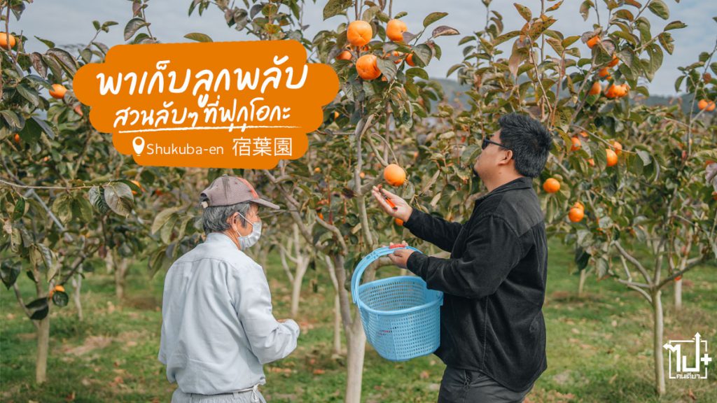 เก็บลูกพลับที่ญี่ปุ่น, สวนลูกพลับ, อาซากุระ, สวนลูกพลับญี่ปุ่น, ขับรถเที่ยวคิวชู2022, เที่ยวญี่ปุ่นด้วยตัวเอง , ไปกันเจแปน, Shukubaen, Asakura, Fukuoka, kyushu, Japan, ReviewJapan, 宿葉園