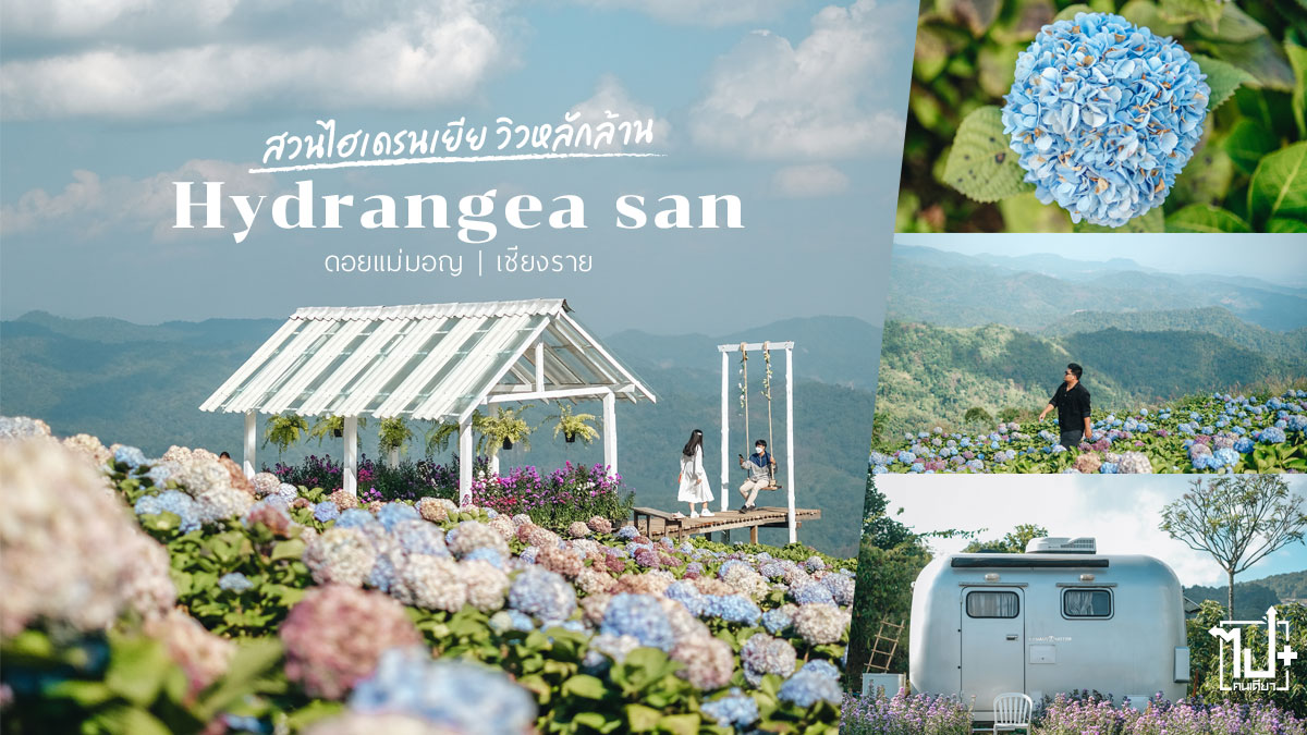 ดอยแม่มอญ,สวนไฮเดรนเยียเชียงราย,สวนไฮเดรนเยียดอยแม่มอญ,บ้านแม่มอญ,ทุ่งดอกไฮเดรนเยีย,ที่เที่ยวเชียงราย,จุดเช็คอินเชียงราย,เชียงราย,HydrangeaSan,Chiangrai