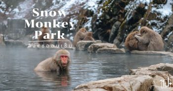 สวนลิงจิโกะคุดานิ, ลิงแช่ออนเซ็น, นากาโน่, SnowMonkeyPark, Nagano, SnowMonkey, VisitJapan , พิกัดเที่ยวนากาโน่, เที่ยวญี่ปุ่นหน้าหนาว, ท่องเที่ยวญี่ป่น, รีวิวญี่ปุ่น