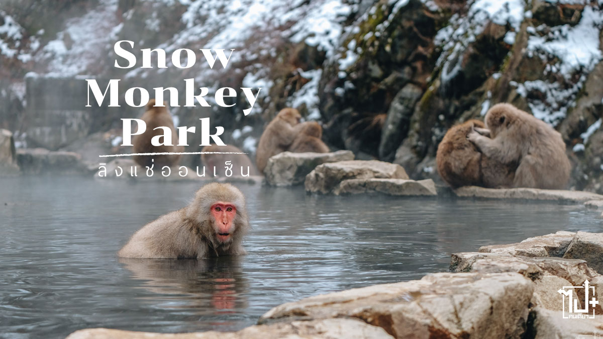 สวนลิงจิโกะคุดานิ, ลิงแช่ออนเซ็น, นากาโน่, SnowMonkeyPark, Nagano, SnowMonkey, VisitJapan , พิกัดเที่ยวนากาโน่, เที่ยวญี่ปุ่นหน้าหนาว, ท่องเที่ยวญี่ป่น, รีวิวญี่ปุ่น