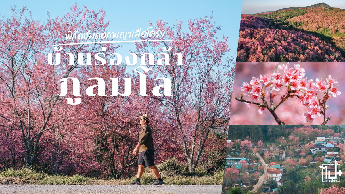 บ้านร่องกล้า,ภูลมโล,ดอกพญาเสือโคร่ง,อุทยานแห่งชาติภูหินร่องกล้า,นครไทย,พิษณุโลก,banrongkla,phulomlo,nakhonthai,phitsanulok