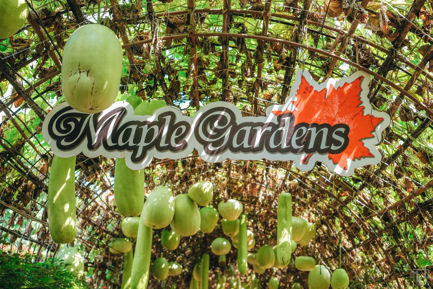 สวนเมเปิ้ลการ์เด้น,ที่เที่ยวกาญจนบุรี,รีวิวกาญจนบุรี,กาญจนบุรี ,MapleGardens,Kanchanaburi,petfriendly