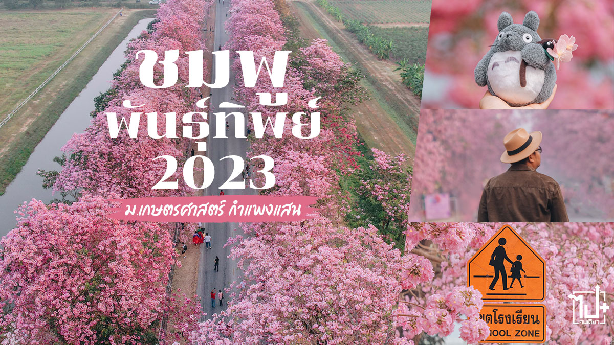 ชมพูพันธุ์ทิพย์ ,กำแพงแสน ,มหาวิทยาลัยเกษตรศาสตร์กำแพงแสน ,ถนนสายสีชมพู ,ดอกชมพูพันธุ์ทิพย์ ,รีวิวนครปฐม ,รีวิวกำแพงแสน ,ที่เที่ยวนครปฐม ,ChompooPanthip ,Kamphaengsaen