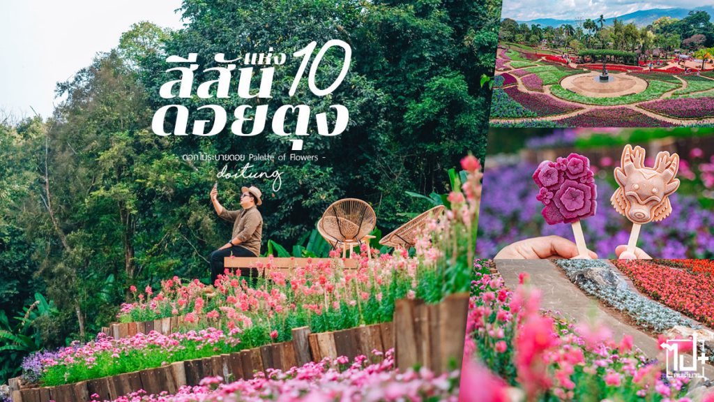 สีสันแห่งดอยตุงครั้งที่10,ดอกไม้ระบายดอย,ColorsofDoiTung10,PaletteofFlowers,เทศกาลแห่งความสุขที่สูงที่สุดในประเทศไทย