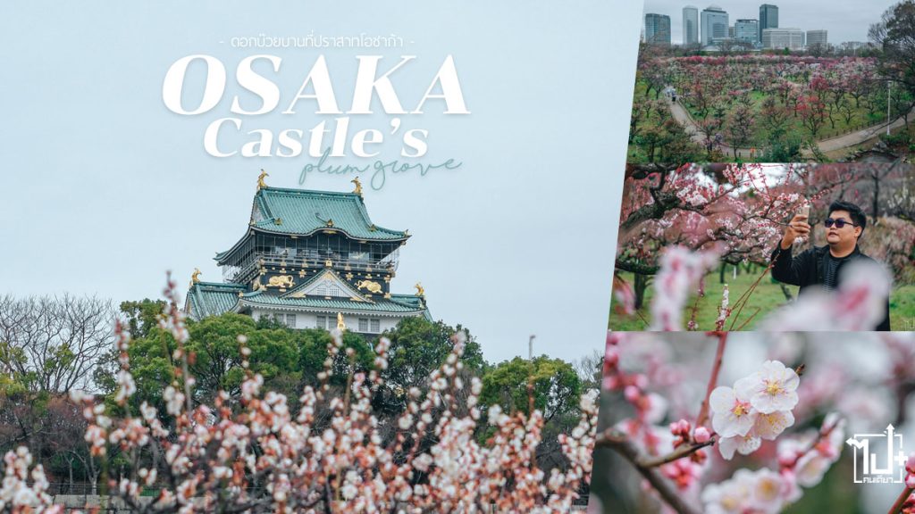 โอซาก้า,สวนบ๊วยโอซาก้า,ดอกบ๊วยบานโอซาก้า,ปราสาทโอซาก้า #รีวิวโอซาก้า,Osaka,OsakaCastle,OsakaCastlePlumGrove ,Visitjapan,VisitJapanth