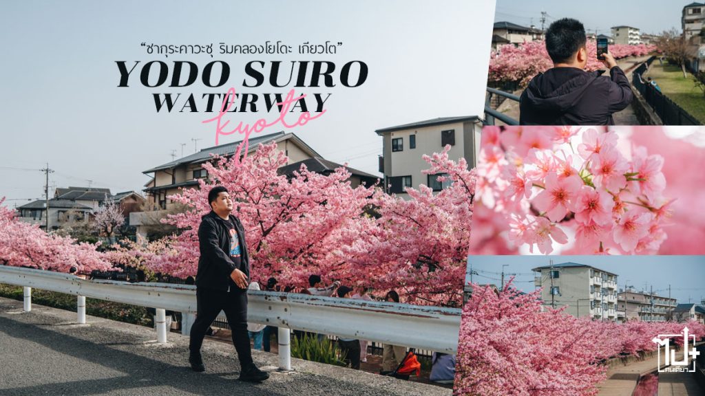 ซากุระ,ซากุระเกียวโต,เที่ยวเกียวโต,เที่ยวญี่ปุ่น,เที่ยวญี่ปุ่นด้วยตัวเอง,Kyoto,Sakura,YodoSuiroWaterWay