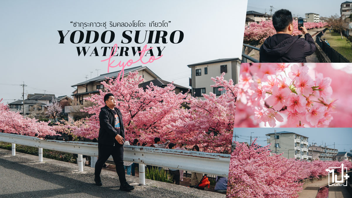 ซากุระ,ซากุระเกียวโต,เที่ยวเกียวโต,เที่ยวญี่ปุ่น,เที่ยวญี่ปุ่นด้วยตัวเอง,Kyoto,Sakura,YodoSuiroWaterWay