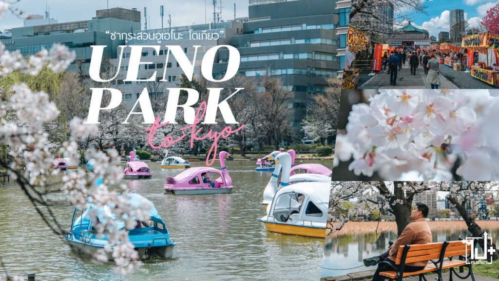 ซากุระ,สวนอูเอโอะ,โตเกียว,เที่ยวญี่ปุ่น,Tokyo ,UenoPark