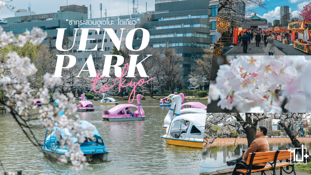 ซากุระ,สวนอูเอโอะ,โตเกียว,เที่ยวญี่ปุ่น,Tokyo ,UenoPark