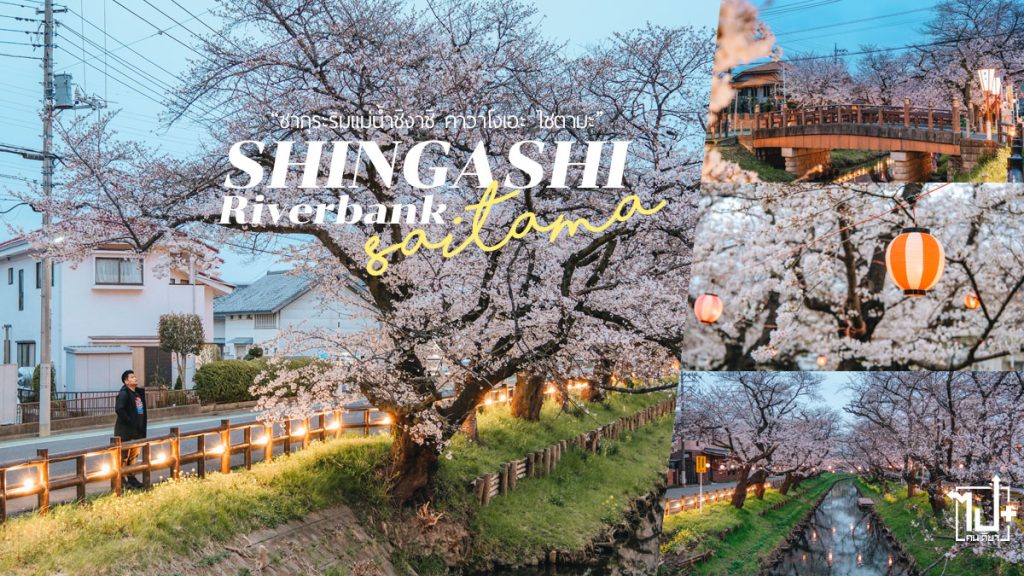 ซากุระ,แม่น้ำชิงาชิ,คาวาโกเอะ,ไซตามะ,โตเกียว,เที่ยวญี่ปุ่น,Tokyo,ShingashiRiverbank,ShingashiRiverbankCherryBlossoms,Kawagoe,Saitama