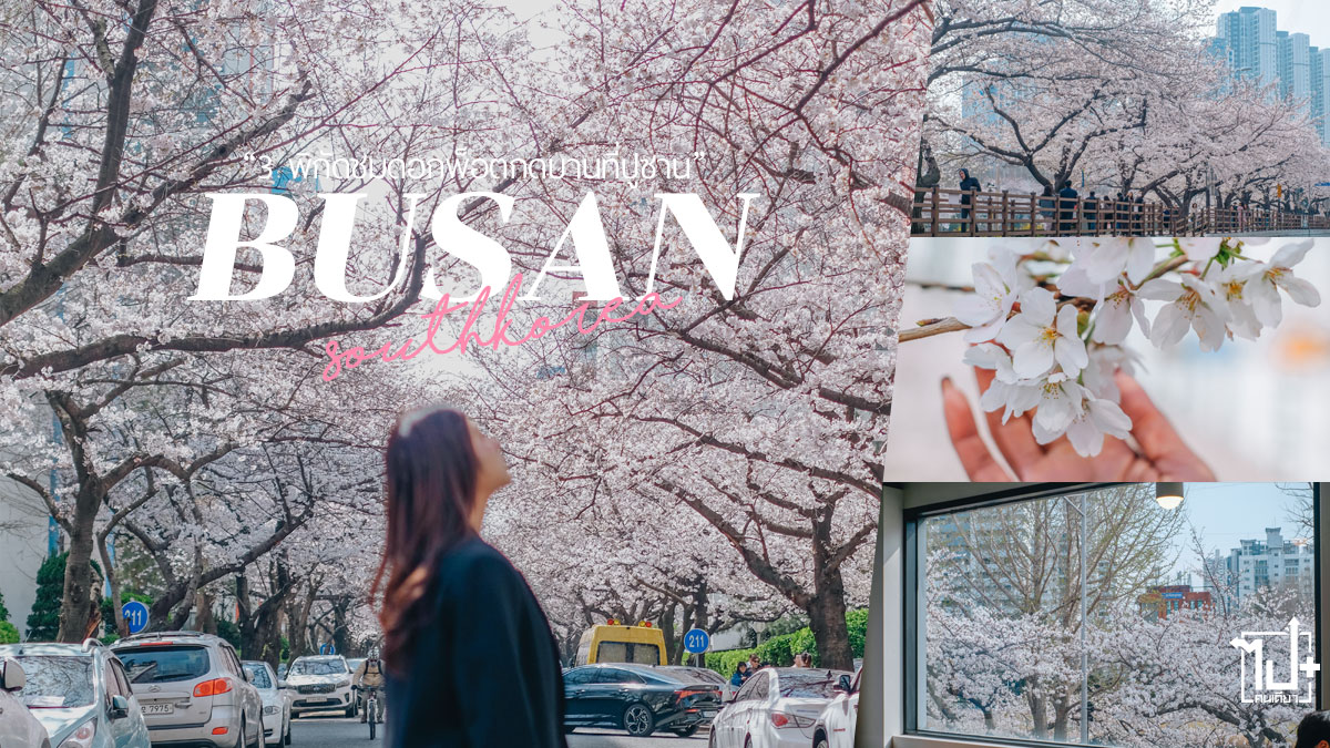 ปูซาน,เที่ยวปูซาน,ดอกพ็อดกด,ซากุระ,เกาหลีใต้,เที่ยวเกาหลีใต้,องค์การส่งเสริมการท่องเที่ยวปูซาน,Busan,VisitBusan,SouthKorea,VisitBusanPass,Sakura